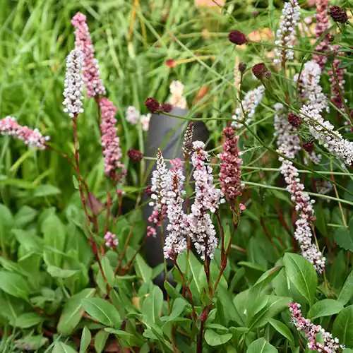 Korting | Persicaria Darjeeling Red