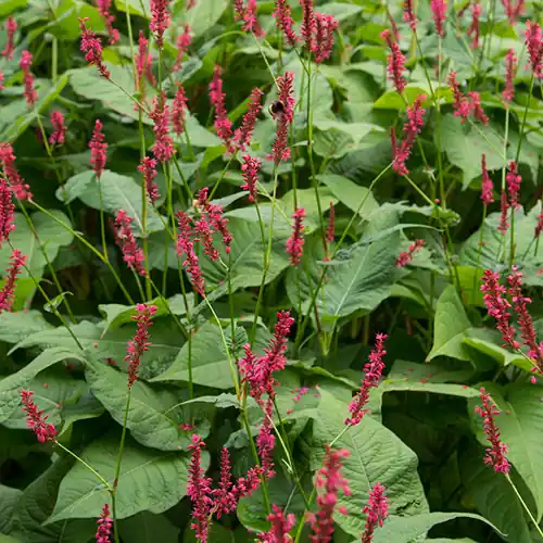 Beperkte voorraad - Persicaria Blackfield