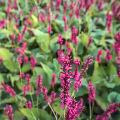 Persicaria Speciosa | Topdeal