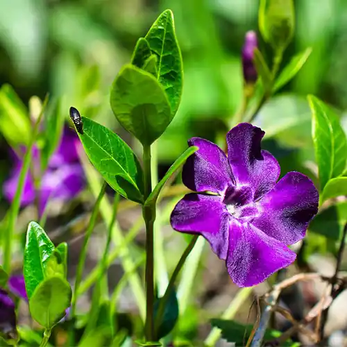 Vinca minor Atropurpurea 6-pack - Actieprijs