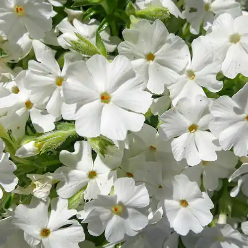 Phlox Maischnee - Outlet