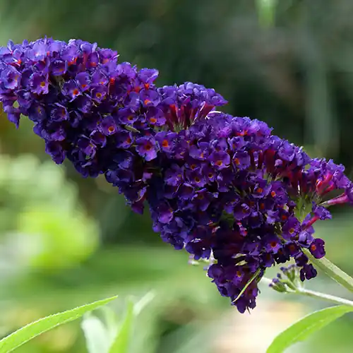 Koopje - Vlinderstruik Black Knight