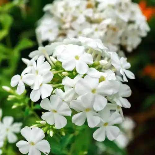 Extra voordeel - Phlox White Admiral