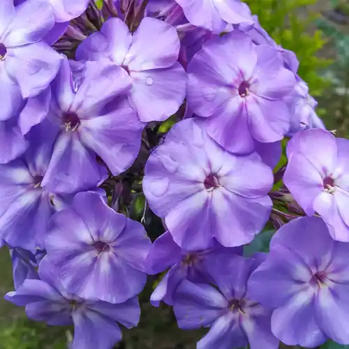 Phlox Blue Boy | Bestseller