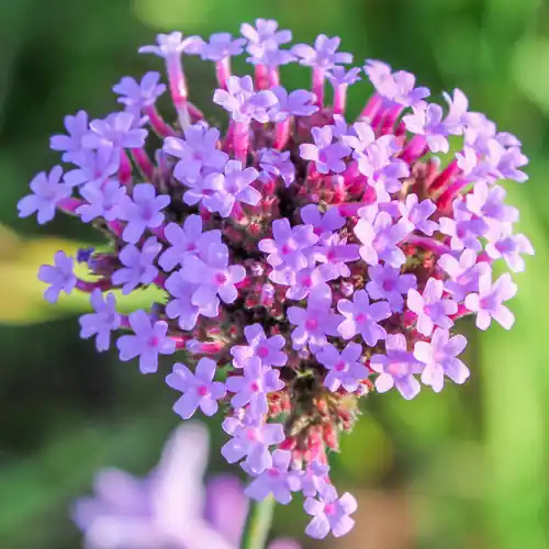 Dagdeal | Verbena Lollipop