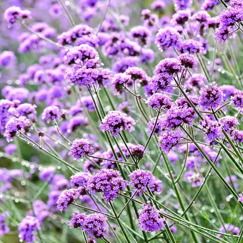 Verbena bonariensis | Veilige betaling