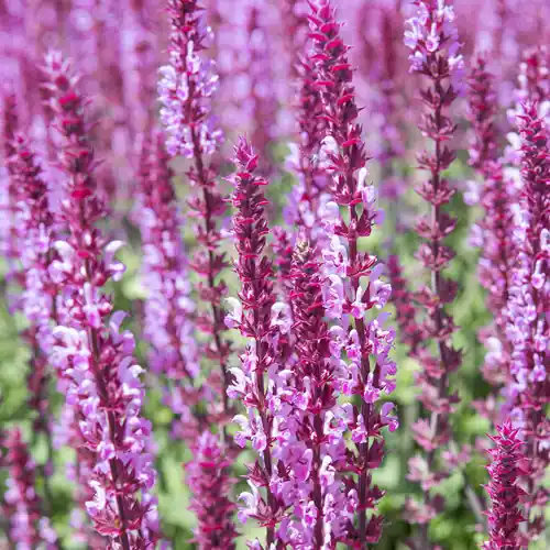 Nieuwe release | Salvia Amethyst