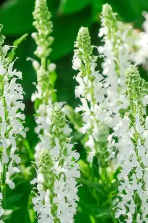 Actieprijs | Salvia Schneehügel