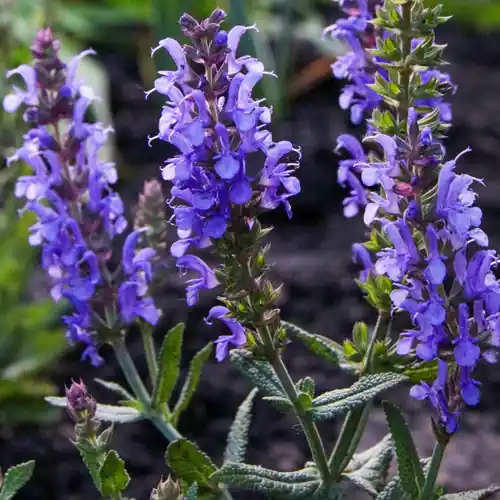 Salvia Blauhügel - Tijdelijke aanbieding