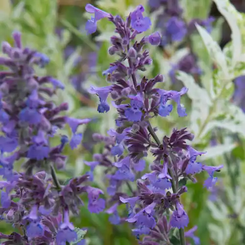 Nepeta Walker‘s Low - Nieuw binnengekomen