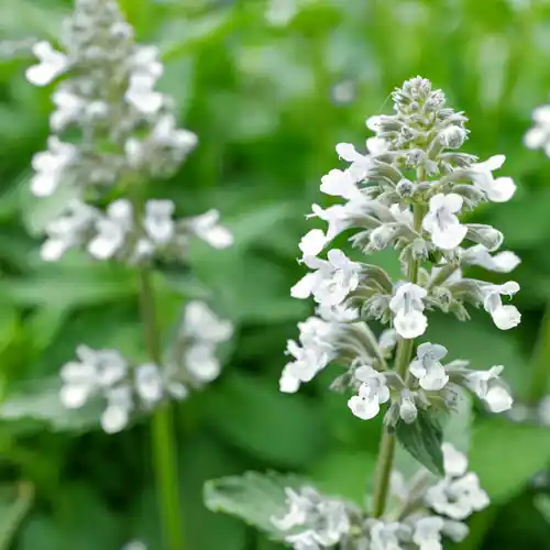 Nepeta Snowflake | Expreslevering
