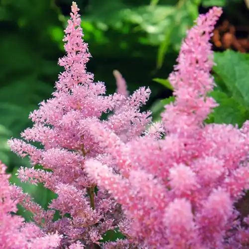 Astilbe Rheinland | Topprijs