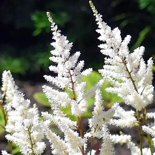 Astilbe Brautschleier | Beste prijs