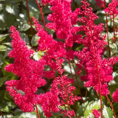 Topproduct | Astilbe Fanal