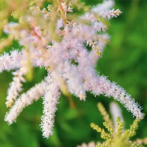 Trending - Astilbe Peach Blossom