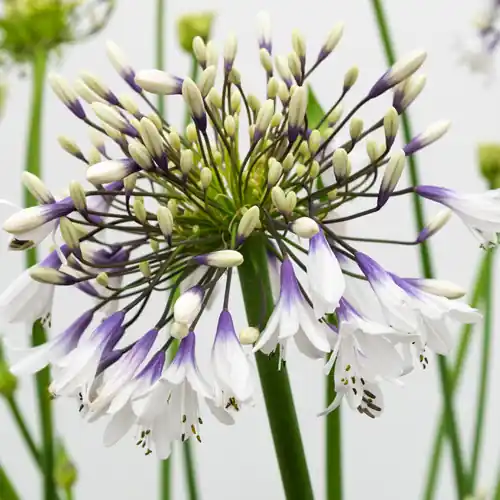 Laatste dagen | Agapanthus Fireworks