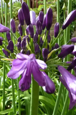 Agapanthus Poppin Purple - Premium