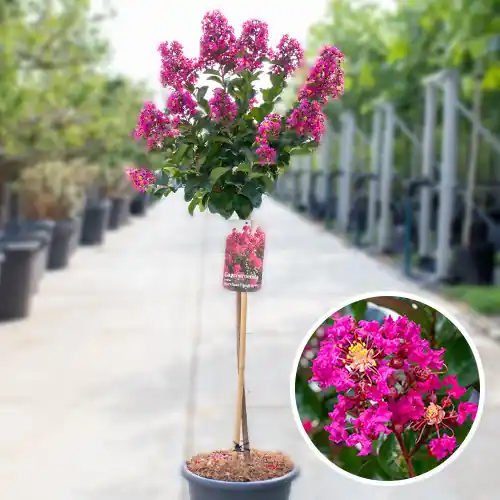 Lagerstroemia Berry Dazzle - Deal