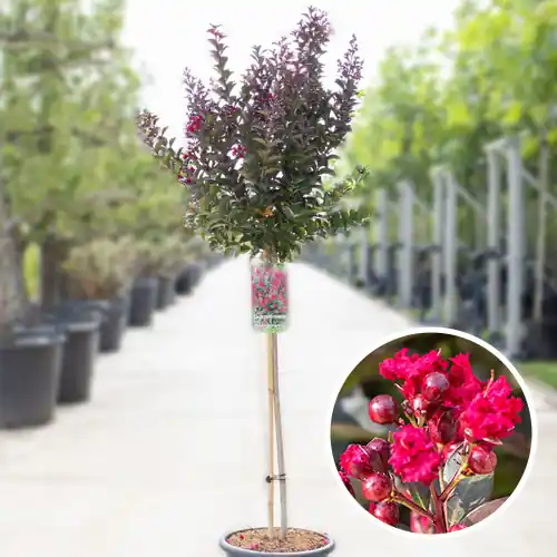 Tijdelijke actie | Lagerstroemia Double Feature
