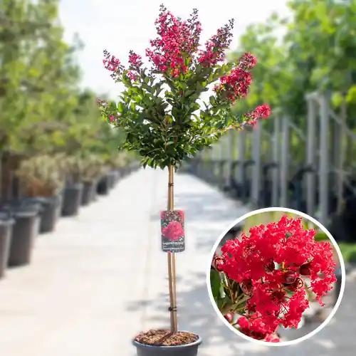 Lagerstroemia Enduring Summer Red | Zeer goed beoordeeld