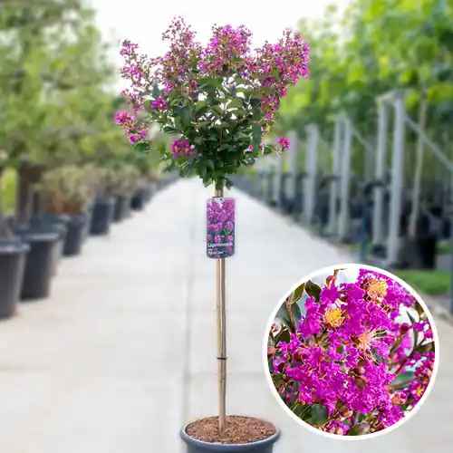 Lagerstroemia Purple Star - Professionele kwaliteit