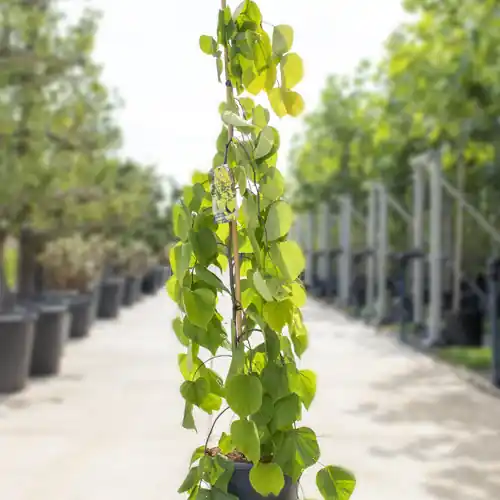 Deal - Cercis Golden Falls