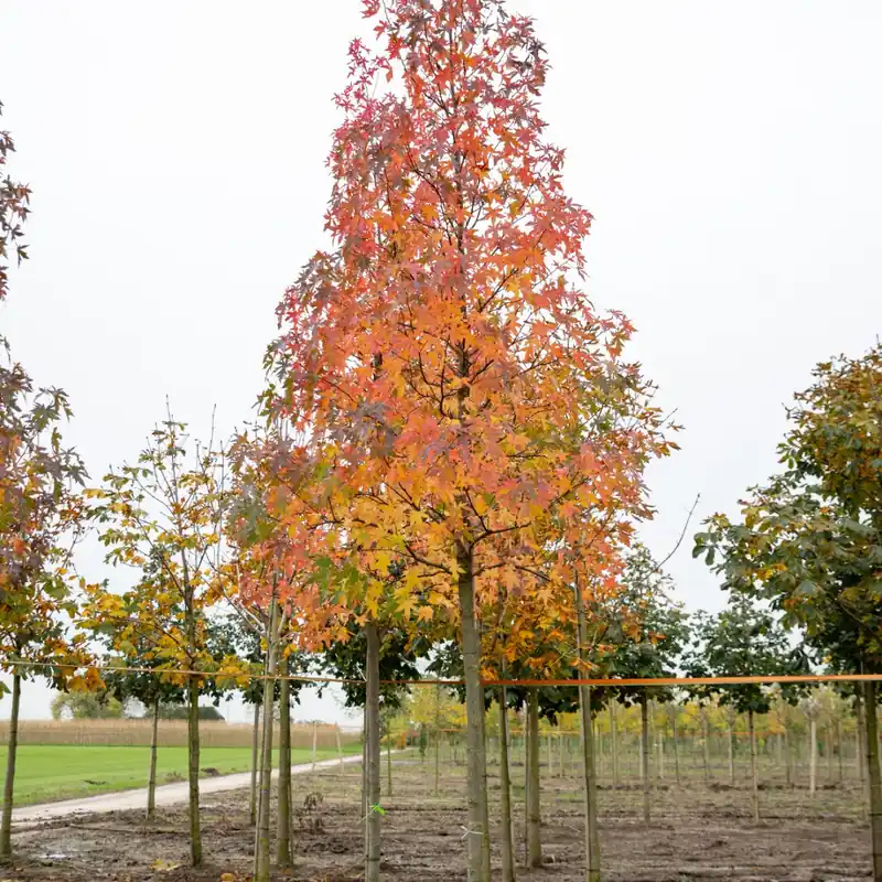 Speciale aanbieding - Liquidambar styraciflua
