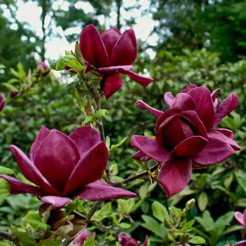 Nieuw product - Magnolia Genie