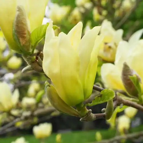 Bespaar meer - Magnolia Yellow River