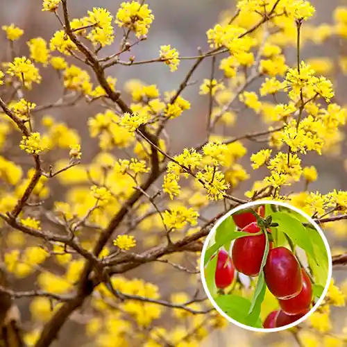 Cornus mas - Veel gevraagd