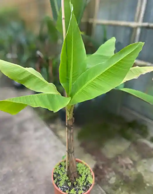 Bananenplant Musa basjoo | Bijna uitverkocht