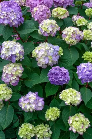 Zeer goed beoordeeld | Hydrangea Endless Summer Bloomstar Blauw