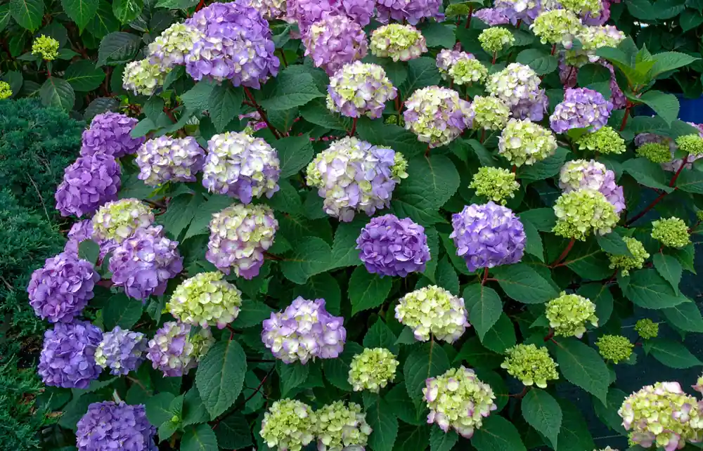 Zeer goed beoordeeld | Hydrangea Endless Summer Bloomstar Blauw