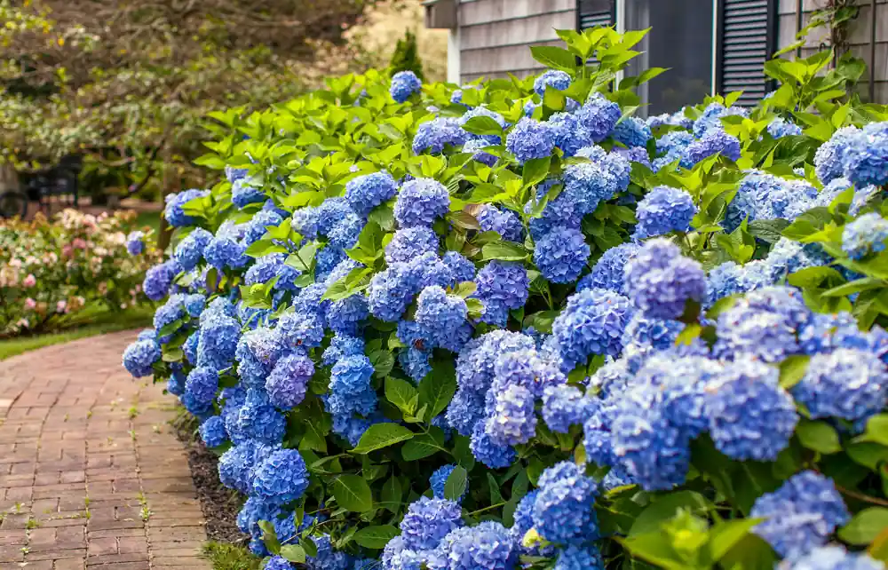 Bestel nu | Hydrangea Endless Summer The Original Blauw