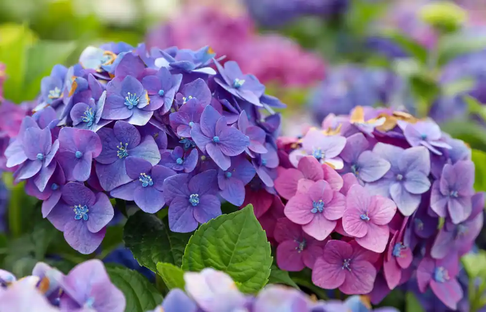 Rechtstreeks uit de fabriek | Hydrangea Endless Summer - Summer Love Paars