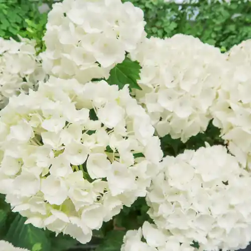 Nieuw product | Hortensia ‘Little XS White‘