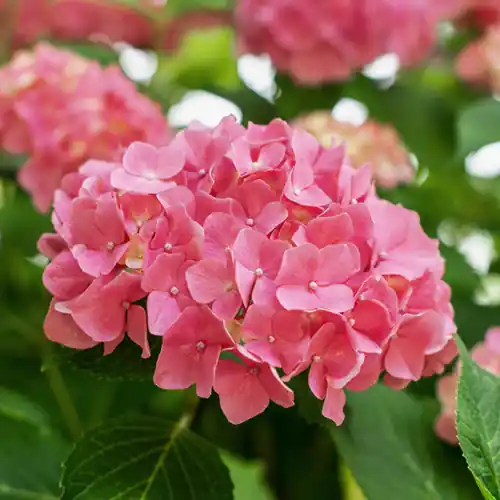 Hortensia ‘Little XS Pink‘ - Speciale aanbieding
