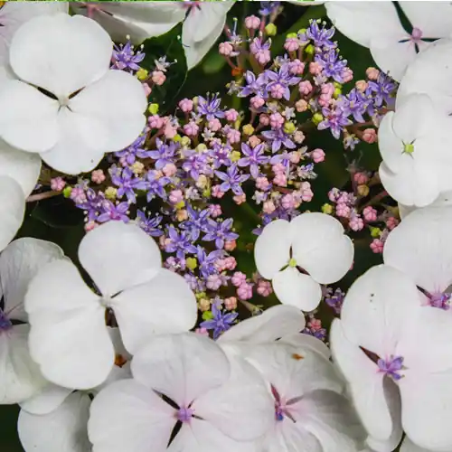 Hydrangea Teller White - Veilig betalen