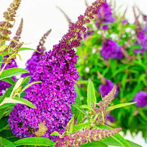 Veilig winkelen | Vlinderstruik Little Purple