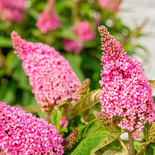 Vlinderstruik Little Pink | Topkwaliteit