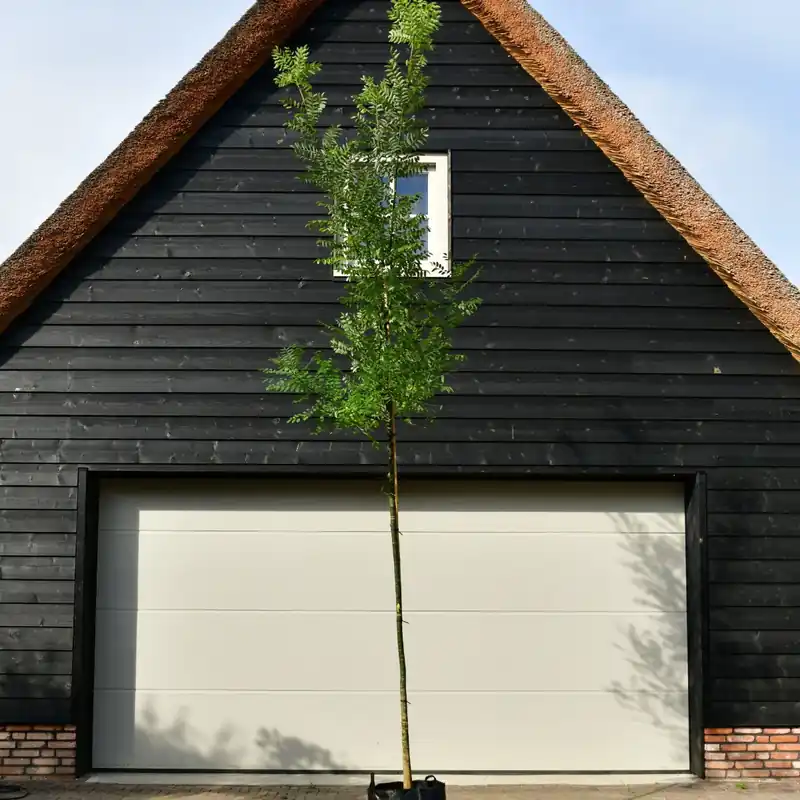 Voordeelprijs | Honingboom