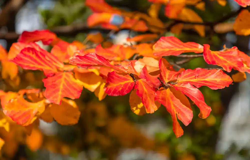 Parrotia persica leiboom - Bestseller