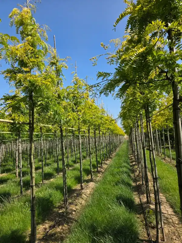 Gleditsia triacanthos Sunburst | Zeer goed beoordeeld