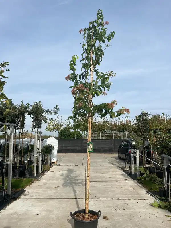 Lage prijs | Zevenzonenboom