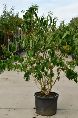 Zevenzonenboom meerstammig | Nog enkele stuks