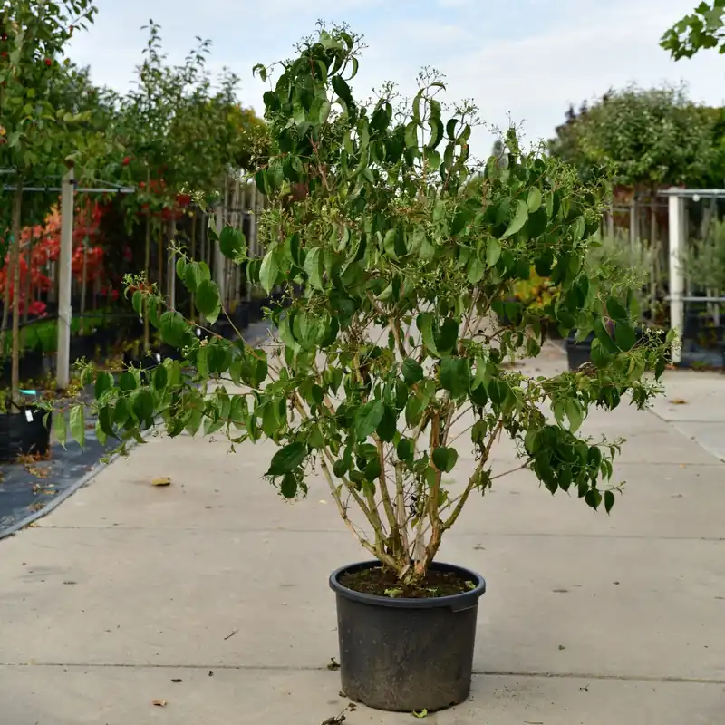 Zevenzonenboom meerstammig | Nog enkele stuks
