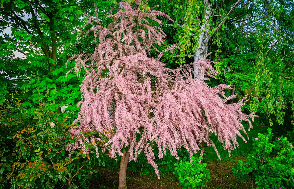 Tamarix tetrandra | Uitverkoop