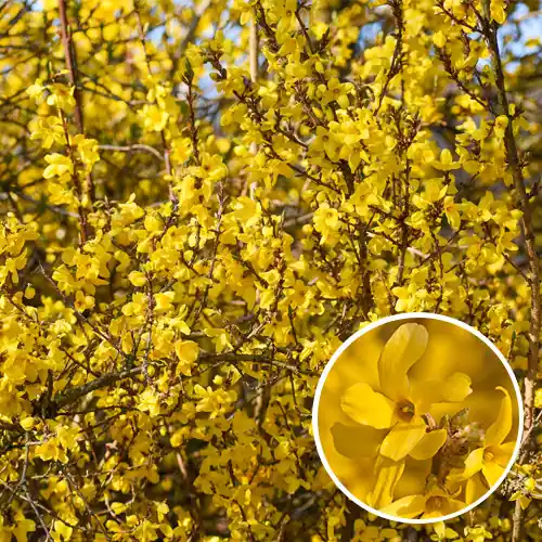 Forsythia | Wees er snel bij