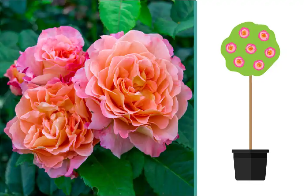 Rosa ‘Augusta Luise‘ op Stam - Nu kopen