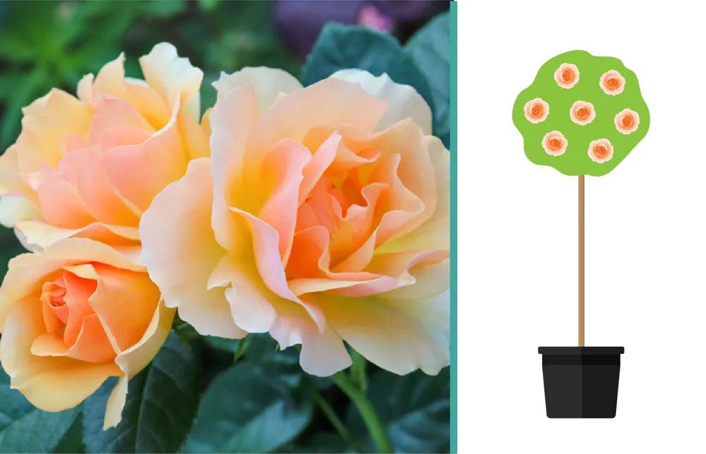 Rosa ‘Hansestadt Rostock‘ op stam - Rechtstreeks uit de fabriek